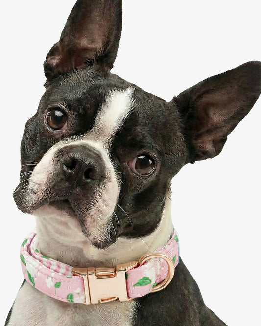 Draper James Pink Pink Hydrangea Print Collar