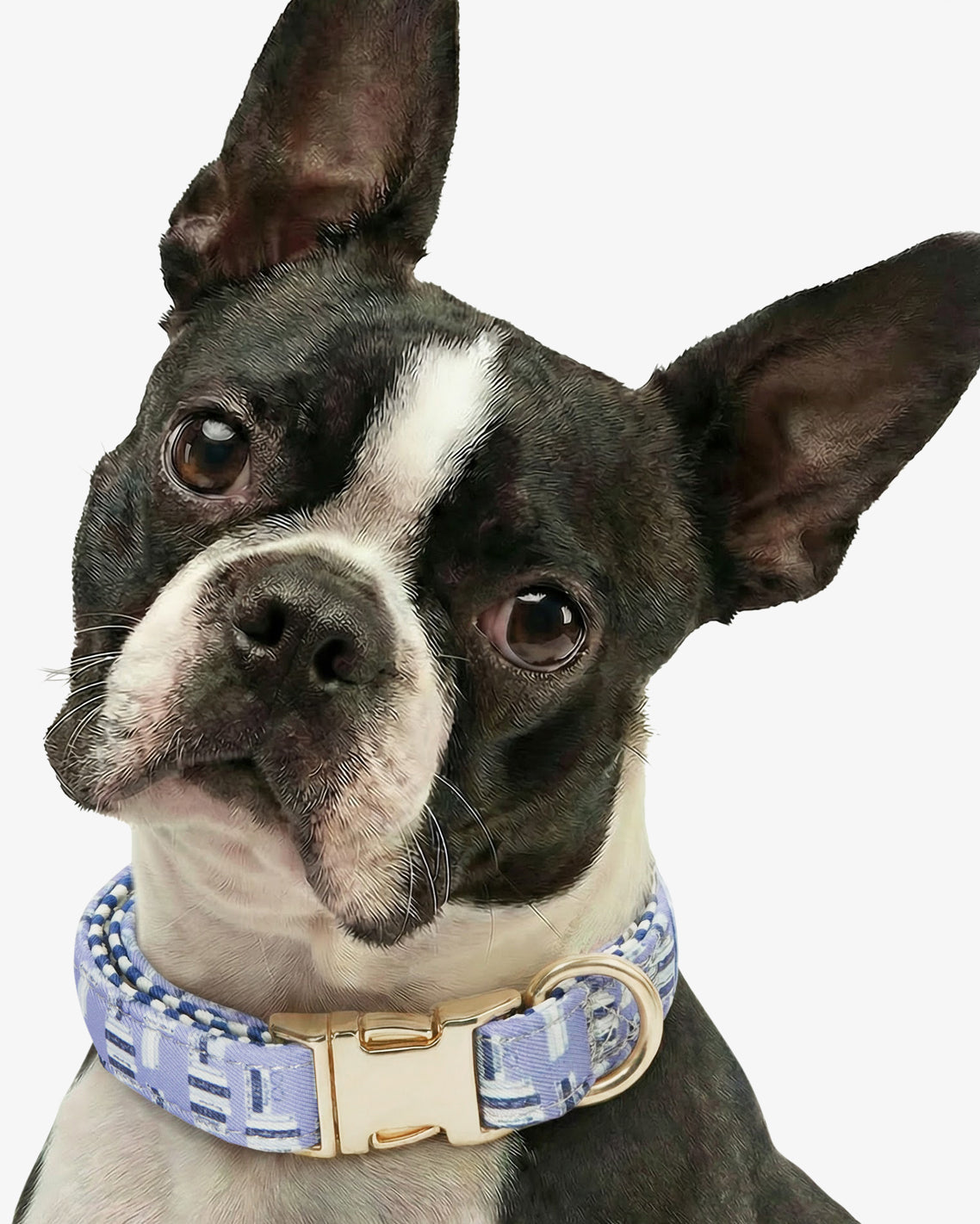 Draper James Blue Multi Blue Book Print Collar