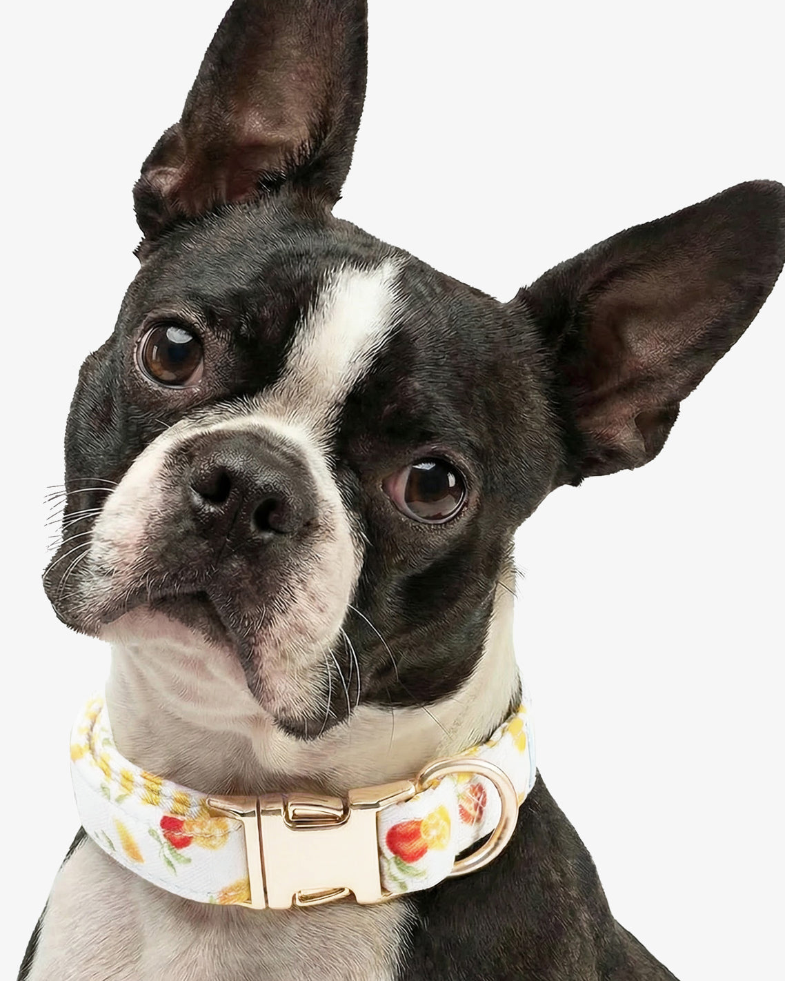 Draper James Magnolia White Multi White Watercolor Citrus Collar