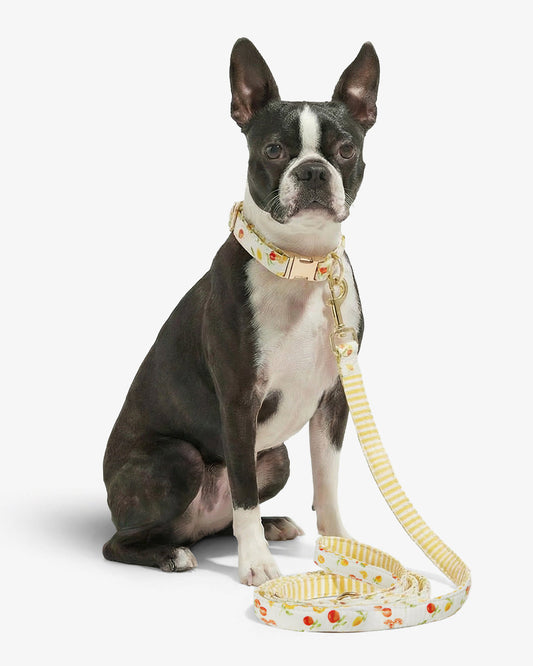 Draper James Magnolia White Multi White Watercolor Citrus Leash